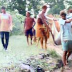 आजारी वृद्धेच्या नशिबी झोळी यात्रा; उपचारासाठी चिखलवाट तुडवली, डहाणूच्या वरठा पाड्यातील दुर्दशा