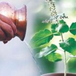 तुळशीचे रोप ताजे ठेवण्यासाठी हे करून पहा