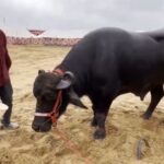 800 किलो वजन… आहारात खातो काजू, बदाम, ग्रॅनोला; ‘या’ रेड्याच्या किमतीत मुंबईजवळ येईल एक घर