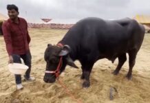 800 किलो वजन… आहारात खातो काजू, बदाम, ग्रॅनोला; ‘या’ रेड्याच्या किमतीत मुंबईजवळ येईल एक घर