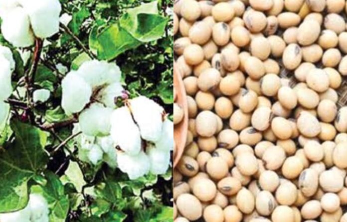 ेsoyabeen cotton