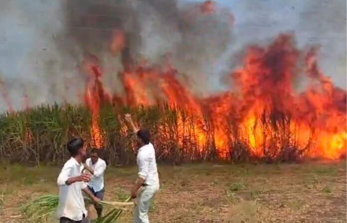 ेsugarcane