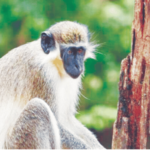 Catch Monkeys, Earn ₹600! Forest Dept's New Scheme Monkey Menace Control
