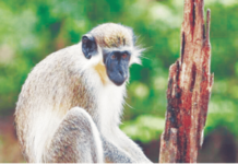 Catch Monkeys, Earn ₹600! Forest Dept's New Scheme Monkey Menace Control