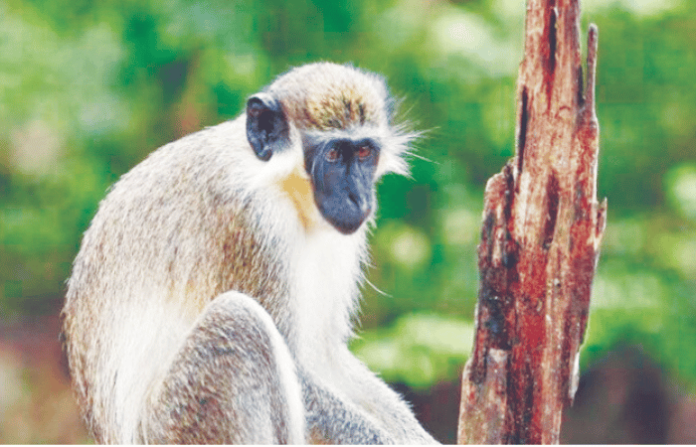Catch Monkeys, Earn ₹600! Forest Dept's New Scheme Monkey Menace Control