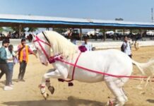 ट्रेंड – नवा डान्सिंग स्टार!