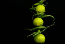 अजितदादांच्या घरासमोर लिंबू, मिरचीचा उतारा Lemon-Chili 'Evil Eye' Ritual Found Outside Deputy CM Ajit Pawar's Baramati Residence