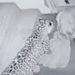 ट्रेंड – बिबटय़ाची झडप…