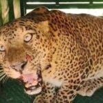 Ahilyanagar News – दहशत निर्माण करणारा बिबट्या अखेर वन विभागाच्या जाळ्यात