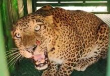 Ahilyanagar News – दहशत निर्माण करणारा बिबट्या अखेर वन विभागाच्या जाळ्यात