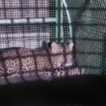 Ratnagiri News – बिबट्या आला आणि खुराड्यात अडकला; वनविभागाच्या बचाव पथकाने केली सुटका