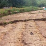 कोकणवासियांची यंदा ‘पावसाळी दिवाळी’, मोथाच्या वादळी पावसाने केला भाताचा चोथा