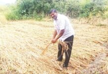 देवा रे देवा… अजब सरकार गजब न्याय! वाड्यातील पूरग्रस्त शेतकऱ्याला पीक विम्याचे 2 रुपये 30 पैसे!!