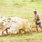 लेख – आयात -निर्यात धोरण शेतकऱ्यांच्या मुळावर!