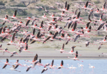 मुलुंडमधील कबूतरखान्यामुळे फ्लेमिंगोंना धोका, उच्च न्यायालयात याचिका