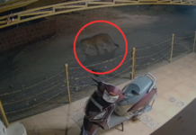 राजापूर शहरात बिबट्याचा थरार, मुक्तसंचार करताना सीसीटीव्हीत कैद