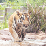 भायखळ्याच्या राणी बागेत शक्ती वाघाचा संशयास्पद मृत्यू, वीरमाता जिजाबाई भोसले उद्यानातील व्यवस्थापनाकडून हेळसांड