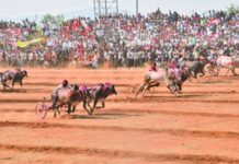 मंत्र्यांच्या वर्चस्वामुळे संयोजकांवर गुन्हा नाहीच; बोरगावात बैलगाडा शर्यतीवेळी वृद्धाच्या मृत्यूसह अनेक जखमी, सांगलीकरांमधून संताप व्यक्त
