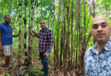 पर्यावरणप्रेमी भावेश कारेकर यांचा वडवली येथील बांबू लागवडीचा प्रयोग यशस्वी , 50 एकरात 20 हजार बांबूची लागवड