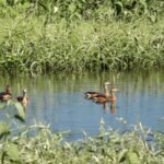 अडई, हरिद्र, कोतवाल, शिंपी, वेडा राघू; शहापूरच्या जंगलात 23 जातींच्या पक्ष्यांची नोंद