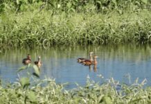 अडई, हरिद्र, कोतवाल, शिंपी, वेडा राघू; शहापूरच्या जंगलात 23 जातींच्या पक्ष्यांची नोंद