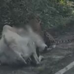 Chandrapur news – चंद्रपुरात बिबट्याने भररस्त्यात केली गायीची शिकार