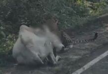 Chandrapur news – चंद्रपुरात बिबट्याने भररस्त्यात केली गायीची शिकार