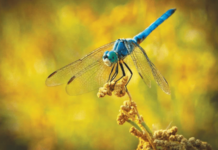 नवलच – चतुर चालले…