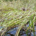 परतीच्या पावसाचे संकट टळेना, बळीराजा हतबल; भात कापणी अजूनही शिल्लक