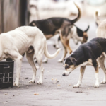 भटक्या कुत्र्यांना रस्त्यावर खायला दिल्यास दंड, राज्य सरकारचे स्थानिक स्वराज्य संस्थांना आदेश; वर्षभरात सात लाख लोकांना भटके कुत्रे चावले