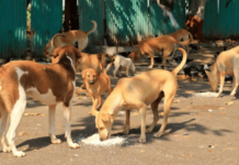 समाजभान – न्यायालयाचा कठोर काटा