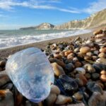 सावधान! युकेच्या समुद्रकिनाऱ्यावर दिसला धोकादायक मासा; पर्यटकांना सतर्कतेचा इशारा