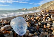 सावधान! युकेच्या समुद्रकिनाऱ्यावर दिसला धोकादायक मासा; पर्यटकांना सतर्कतेचा इशारा