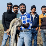 जगळपूर येथे शेतात सापडले अतिविषारी घोणस, सर्पमित्राने दिले जीवनदान