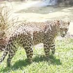 जालन्यात बिबट्याची दहशत; गोठ्यात घुसून बिबट्याचा गायीवर हल्ला, गायीचा मृत्यू