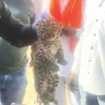 अहिल्यानगर शहर परिसरात आढळली बिबट्याची तीन पिल्ले