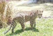 नरभक्षक बिबट्याला दिसताक्षणी गोळ्या घाला! वनमंत्र्यांचे आदेश