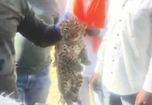 अहिल्यानगर शहर परिसरात आढळली बिबट्याची तीन पिल्ले