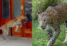 लेख – उसाचा हिरवा पट्टा आणि बिबट्यांचा वाढता वावर