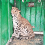 राहुरीतील बिबट्या अखेर जेरबंद!