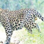 मंथन- बिबट्यांच्या समस्येचे प्रशासकीय राजकारण