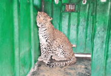 राहुरीतील बिबट्या अखेर जेरबंद!