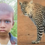 आजी ओरडली, बिबट्या पळाला, संकेत बचावला; कुटुंबीयांच्या सतर्कतेमुळे नऊ वर्षांचा चिमुरडा वाचला