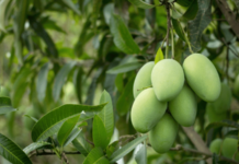 रायगडातील आंबा बागायतदारांच्या खात्यात जमा झाली नुकसानभरपाई; रखडलेला प्रश्न आठ दिवसांत निकाली निघाला