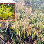 लांबलेल्या पावसामुळे आंबा संकटात, मोहोर कुजण्याची भीती