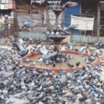 चार ठिकाणी सकाळी दोन तास कबुतरांना दाणे टाकता येणार, स्वयंसेवी संस्थांवर व्यवस्थापनाची जबाबदारी