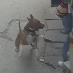 घराबाहेर खेळणाऱ्या चिमुकल्यावर पिटबुल कुत्र्याचा हल्ला, कानाचा तोडला लचका; मुलाची प्रकृती गंभीर