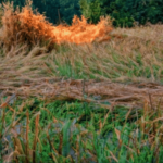 रायगडातील ४२ हजार शेतकऱ्यांना नुकसानीची फुटकी कवडी नाही; अवकाळीच्या पंचनाम्याची १४ कोटींची फाईल मंत्रालयात अडकली