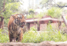 ‘शक्ती’च्या मृत्यूला जबाबदार कोण? ‘सामना’च्या बातमीनंतर प्रशासन ‘कामा’ला लागले,‘लपवाछपवी’चे कारण सांगता येईना