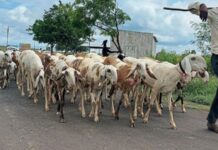 यंदा मेंढ्या बसवायच्या कुठे? घाटावरून कोकणात येणाऱ्या मेंढपाळांसमोर यक्षप्रश्न